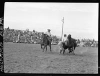 Phil Rawlins Steer Wrestling