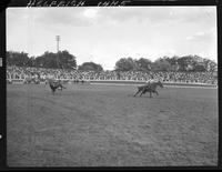Bill Harlan Steer Roping