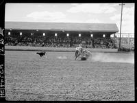 Marvin Roberts Calf Roping  "Cal Poly"