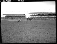 Cotton Lee Steer Roping