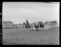 Harley May Steer Wrestling