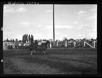 John Scott Steer Wrestle