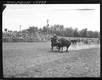 Jim Apadaco Steer Wrestling