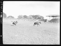 Jim Snively Steer Roping