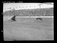 Walt Nichols Calf Roping