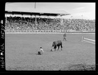 Pete Jones Bull Fighting