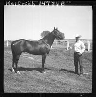 Christensen Horses