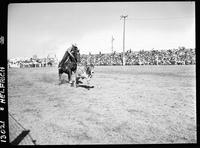 Bill Combs Calf Roping