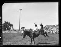 Tom Wilson on Little Brown Jug