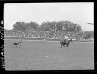 Shoate Webster Steer Roping