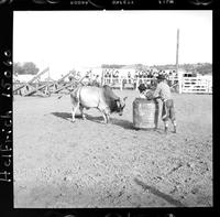Joaquin Sanchez, Roger Mawson, bull looking at barrel
