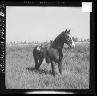 John Hatley & horse