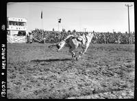Karen Womack  Tail Drag