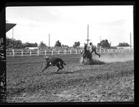 E.V. Dorsey Calf Roping