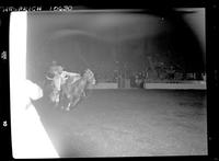 Stan Neal Steer Wrestling