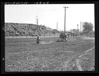 Walt Nichols Calf Roping