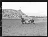 Bill Hogue Steer Wrestling  (Harley hazing)