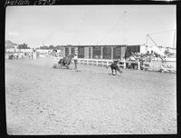 Jim Whaley Calf Roping