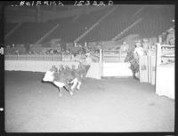 Calf roping and chute gate pics