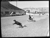 Ray Spears Calf Roping