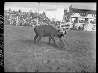 Bill Kunkle steer wrestling