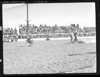 E.V. Dorsey Calf Roping