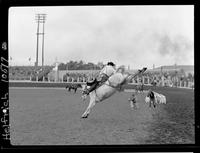 Jackie Wright on White Pelican