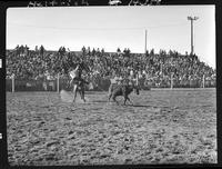 Roy Wales (out of pic) - Don Nichols Team Roping