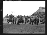 Barney Willis Steer Wrestling