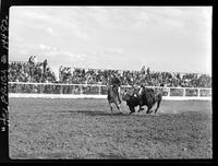 Tater Decker Steer Wrestling