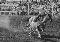 [Cowboy steer roping]