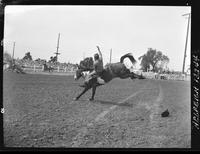 Don Olsen on Pinto Pete