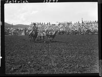 Harley May Steer Wrestling