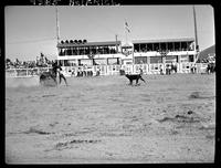 Bill Rush Calf Roping
