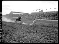 Fred Darnell Calf Roping