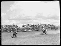 Shoat Webster Calf Roping