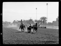 Joe Madden Steer Wrestling