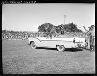 Marie White's Zebra jumping car