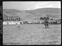 Johnny Carpenter Calf Roping