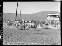 Larry Fanning Steer Wrestling  "Cal Poly"