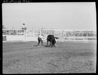 Ralph Merriweather Wild Cow Milking