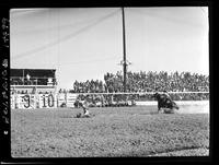 Bill Lowe Calf Roping