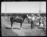 Q.H.  Stallionss '55 or before "Yucca King" - Jim E. Hawaldt, Oskosh, Neb