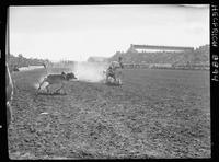 Sam Fancher Calf Roping