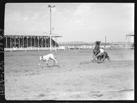 Jim Whaley Calf Roping