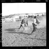 Joaquin Sanchez, bull pushing barrel