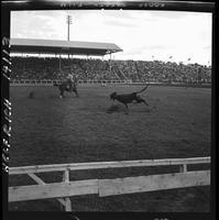 Duane Reece Steer Roping