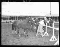 Q.H. Mare & Foal Red Flaver, Star's Cricket - Mrs Jean C. Adams, Columbus, Neb