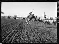 Casey Tibbs Trying out a Saddle Bronc