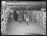 Tucker Bulls in runway of barn